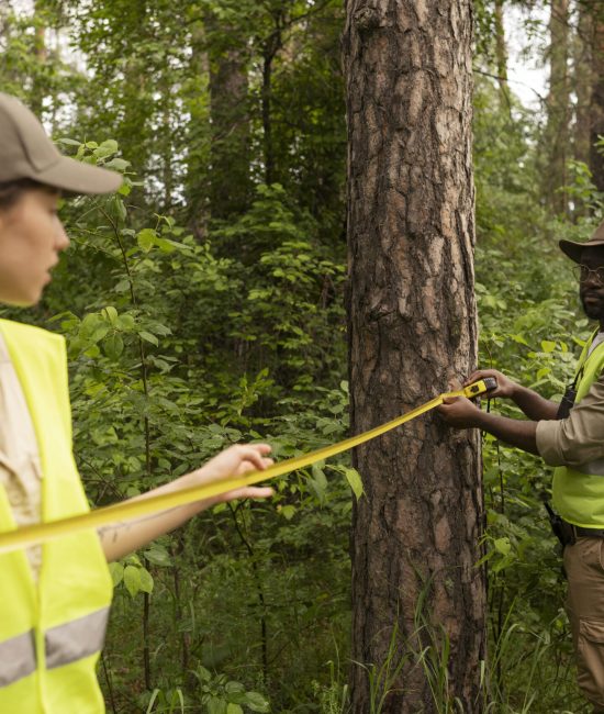 side-view-forest-wardens-measuring-distance